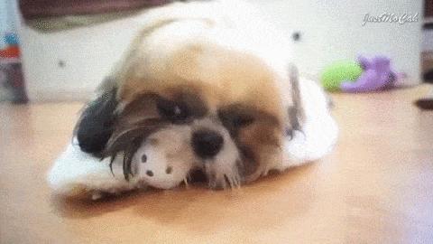 GIFS de cachorros 