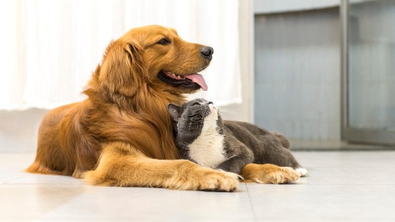 Mudança com pets