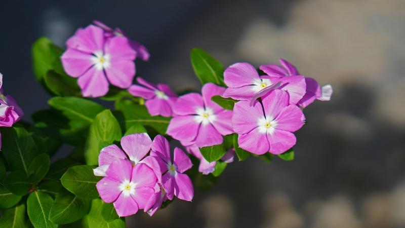 plantas e ervas medicionais