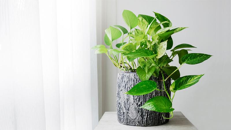 jiboia também servem como, plantas decorativas