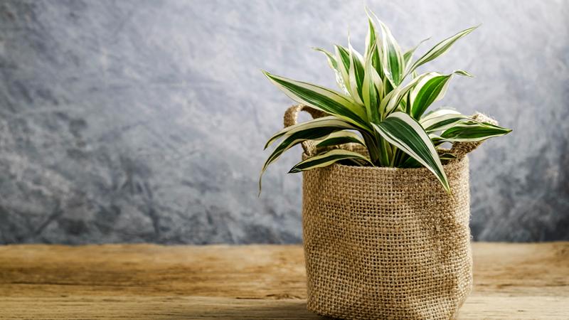 dracenas como planta decorativa