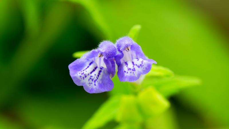 plantas e ervas medicionais