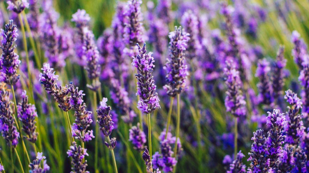 Lavanda gêmeos 