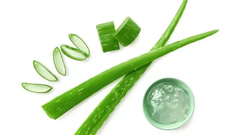 beneficios da babosa (aloe vera)