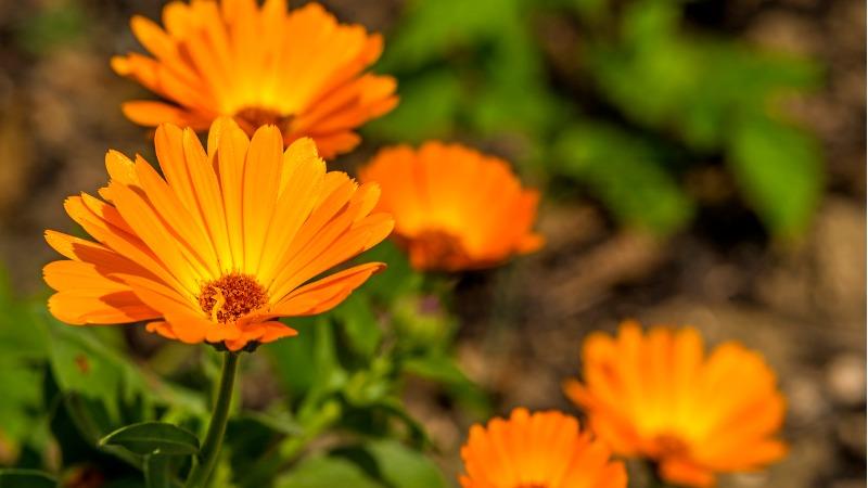 calendula