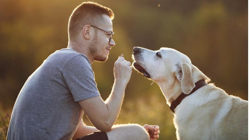 suplementos para os pets