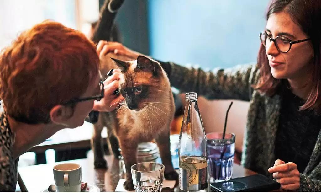 gatos na cafeteria