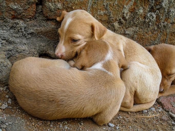 cuidados cão no inverno