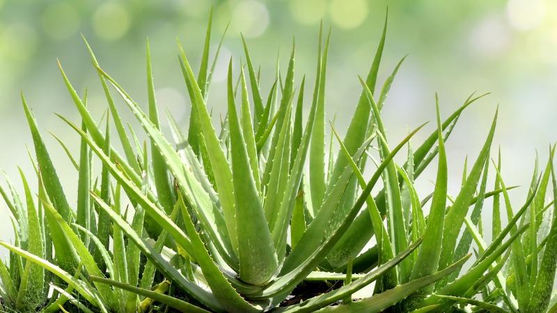 beneficios da babosa (aloe vera)