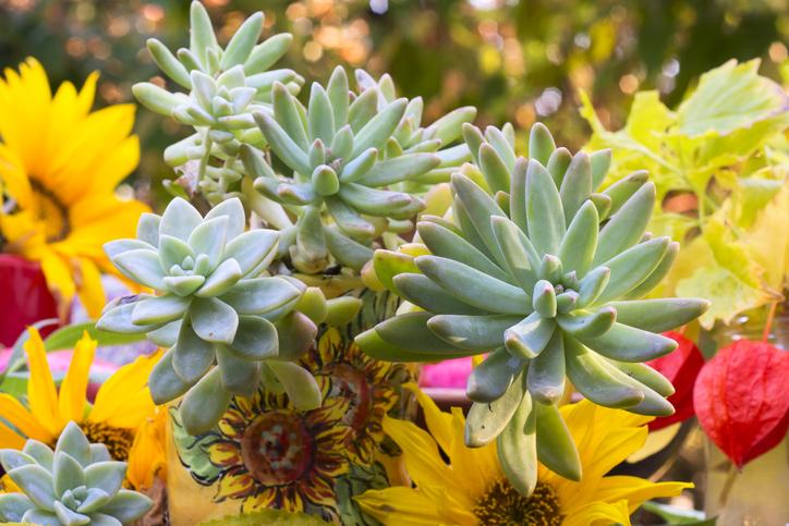 Suculenta Sedum carnicolor