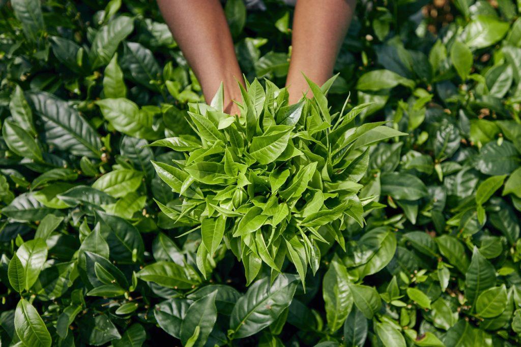 Camellia Sinensis é o verdadeiro chá