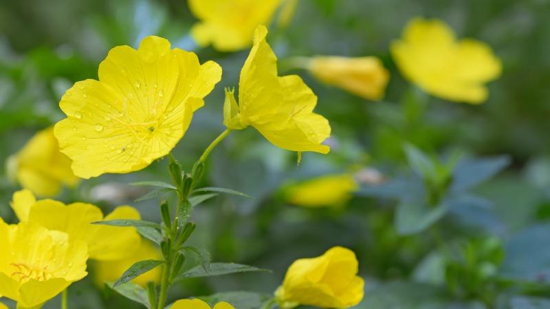 plantas e ervas medicionais