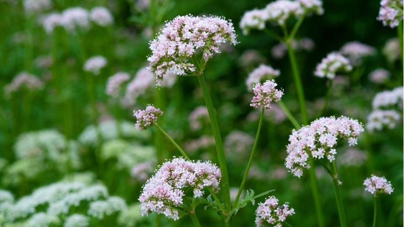 plantas e ervas medicionais