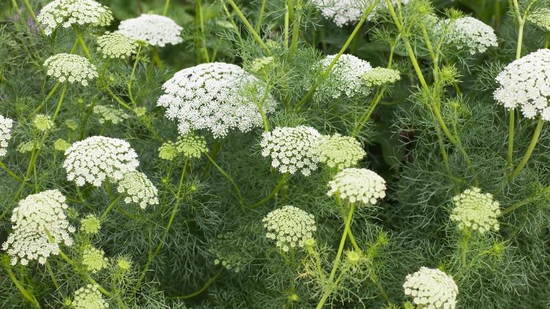 ammi-visnaga